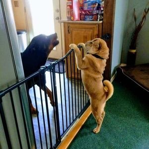 Meet your Posher, Bill